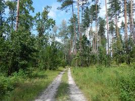 alberi di paesaggio forestale sfondi l'albero foto