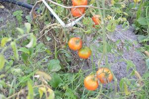 pomodori maturi maturati nell'orto foto
