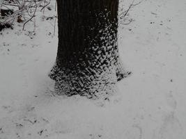 trame di neve invernale, alberi e piante nel gelo foto