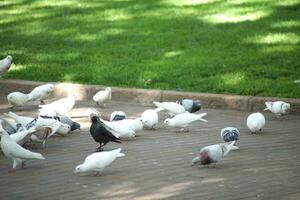 gregge di piccioni nel il parco con un' corvo foto