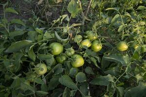 crudo verde pomodoro nel il verdura giardino albero foto