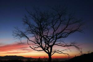 ai generato crepuscolo la tranquillità asciutto albero silhouette contro il vivace tramonto tonalità foto