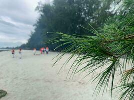 acqua quello ancora bastoni piace rugiada dopo pioggia su pinus densiflora con molti astratto persone nel il sfondo foto