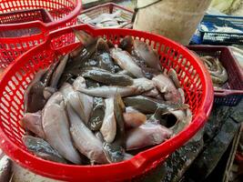 pesce nel un' plastica cestino a un' i saldi mercato foto