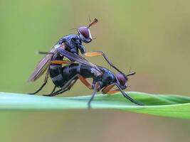 avvicinamento macro fotografia di con gli occhi sbarrati volare foto