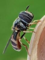 avvicinamento di un' insetto nel macro fotografia foto