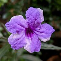delicato viola fiore fiorire nel natura foto