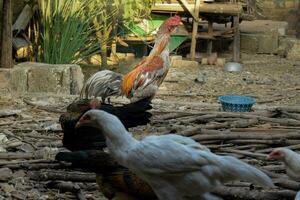 magro arancia Gallo in piedi e guardare per cibo nel Giardino dietro la casa foto