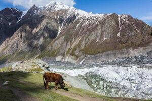mucca su altopiano alpeggio ghiacciaio campo foto