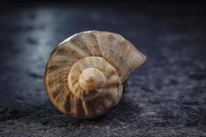 guscio a spirale di un mollusco marino. rapporto aureo foto