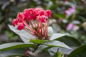 avvicinamento di ixora chinensis fiori con un' sfocato naturale foto