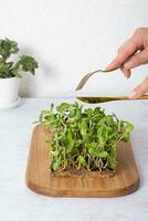 microgreen girasole e femmina mani con posate. salutare superfood casa crescita foto