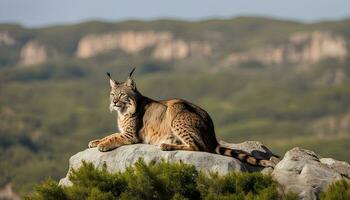 ai generato un' lince è seduta su superiore di un' roccia foto