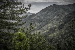 natura in primavera su mokra gora in serbia foto