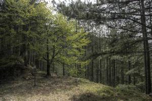 boschi verdi sulla montagna di mokra gora in serbia foto