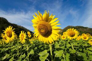 girasole in crescita nel campo di girasoli durante un' simpatico soleggiato inverno giorno giallo girasoli contrasto con il blu cielo nel agricoltori giardino nel asiatico naturale sfondo. foto