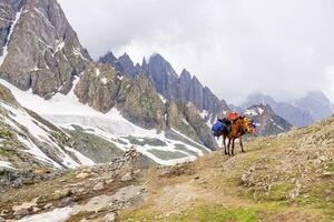 paesaggio nel il montagne. panoramico Visualizza a partire dal il superiore di sonmarg, kashmir valle nel il himalayano regione. prati, alpino alberi, fiori selvatici e neve su montagna nel India. concetto viaggio natura. foto