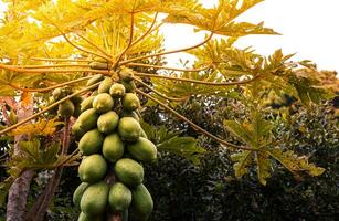 papaia frutta albero nel il giardino in attesa per essere raccolto verde papaia a partire dal tailandese agricoltori tailandese frutta. foto