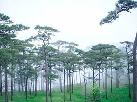 il verde prateria nel il nebbioso pino foresta, naturale foto