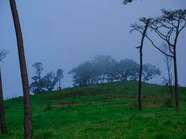 il verde prateria nel il nebbioso pino foresta, naturale foto