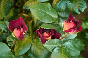 buio rosso rosa con un' giallo centro nel il giardino avvicinamento. bellissimo floreale sfondo. San Valentino giorno e vacanze. amore foto