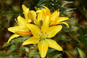 giallo gigli nel il giardino avvicinamento. selettivo messa a fuoco foto