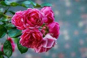 rosa rosa avvicinamento nel estate nel il giardino. bellissimo floreale sfondo. San Valentino giorno e vacanze. amore e tenerezza foto