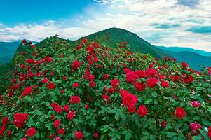 grande cespuglio con molti rosso Rose avvicinamento. bellissimo floreale sfondo. foto