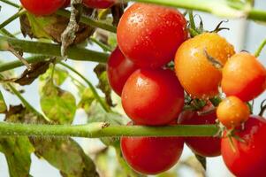 un' ramo con maturo, succoso rosso pomodori dopo il pioggia con gocce foto