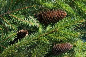 Natale ramo fatto di naturale abete rosso con coni vicino su foto