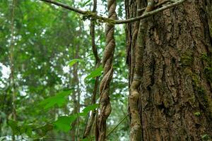 tropicale foreste su il settentrionale montagne di Tailandia. alberi e impianti nel denso foreste. fresco primavera foresta nel il sole foto