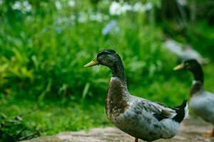 gregge di mallardo anatre pascolo nel il giardino. mallardo anatra a piedi su il erba. foto