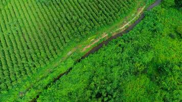 aereo Visualizza di un irrigazione canale quello tagli attraverso rurale terreno agricolo. superiore Visualizza di eucalipto foresta nel Tailandia. coltivazione attività commerciale. naturale paesaggio sfondo. foto