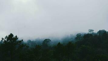 aereo Visualizza di tropicale foresta con nebbia nel il mattina. superiore Visualizza a partire dal fuco di bellissimo montagna tropicale foresta durante inverno nel Tailandia. naturale paesaggio sfondo. foto