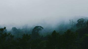 aereo Visualizza di tropicale foresta con nebbia nel il mattina. superiore Visualizza a partire dal fuco di bellissimo montagna tropicale foresta durante inverno nel Tailandia. naturale paesaggio sfondo. foto