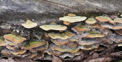 funghi a staffa poliporosa foto