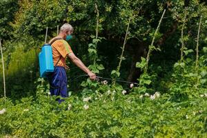 un anziano uomo nel il villaggio spray il suo verdura giardino contro parassiti. un' lavoratore spray pesticida su verde Patata le foglie all'aperto. peste controllo foto