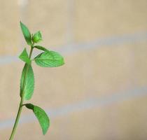 pianta di menta piperita mentha piperita foto