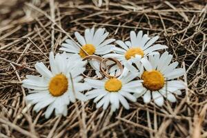 d'oro nozze anelli su il fieno nel il fiori di margherite foto