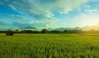 paesaggio campo di riso verde stagione delle piogge e tramonto bellissimo scenario naturale foto