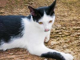 simpatico gatto con occhi luminosi sdraiato sul cemento