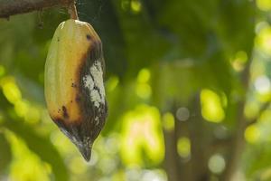 i batteri marci del cacao stanno distruggendo il frutto del cacao. foto