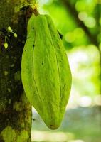 cacao fresco sull'albero in giardino foto
