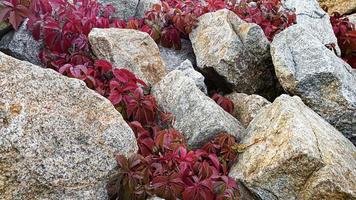 sfondo di pietra con rami di piante. rami con foglie verdi. cumulo di granito.