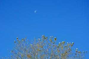 un mese nel pomeriggio su un cielo azzurro. la luna è visibile durante il giorno in autunno sopra gli alberi. foto