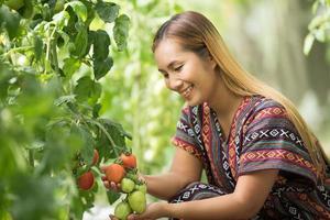 donne contadine che controllano il pomodoro nella fattoria di pomodori