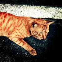 gatto di strada tailandese foto