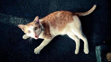 il gatto di strada foto