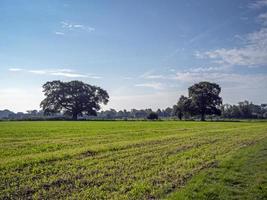 due alberi in un campo coltivato vicino a York, in Inghilterra foto