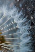 macro del seme del fiore del dente di leone in primavera foto